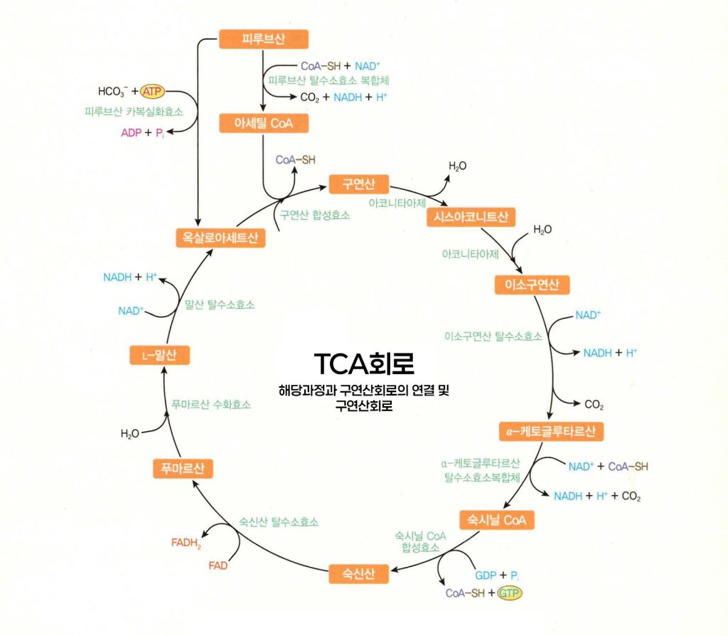 TCA회로 구연산회로