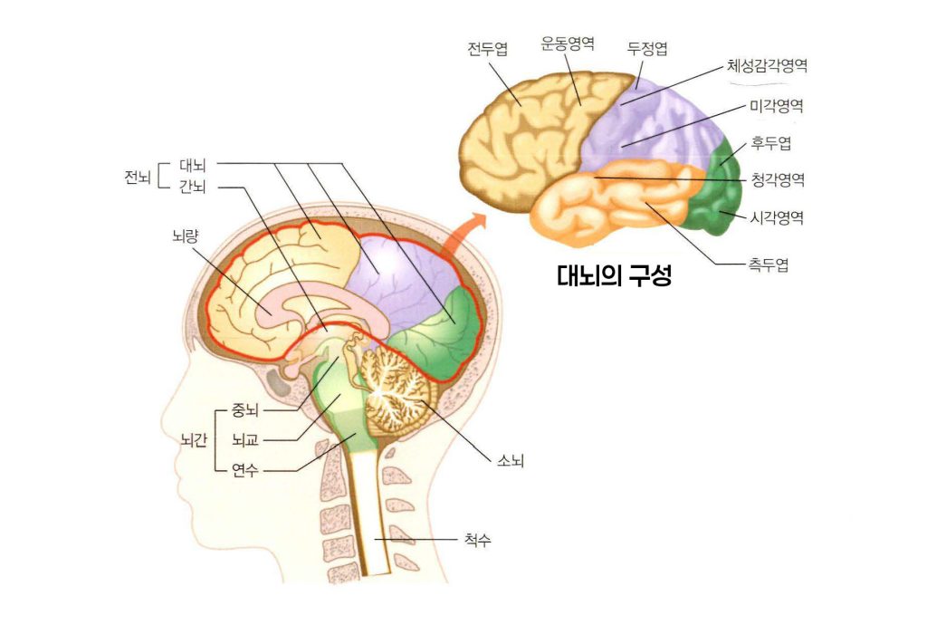 뇌의 구성