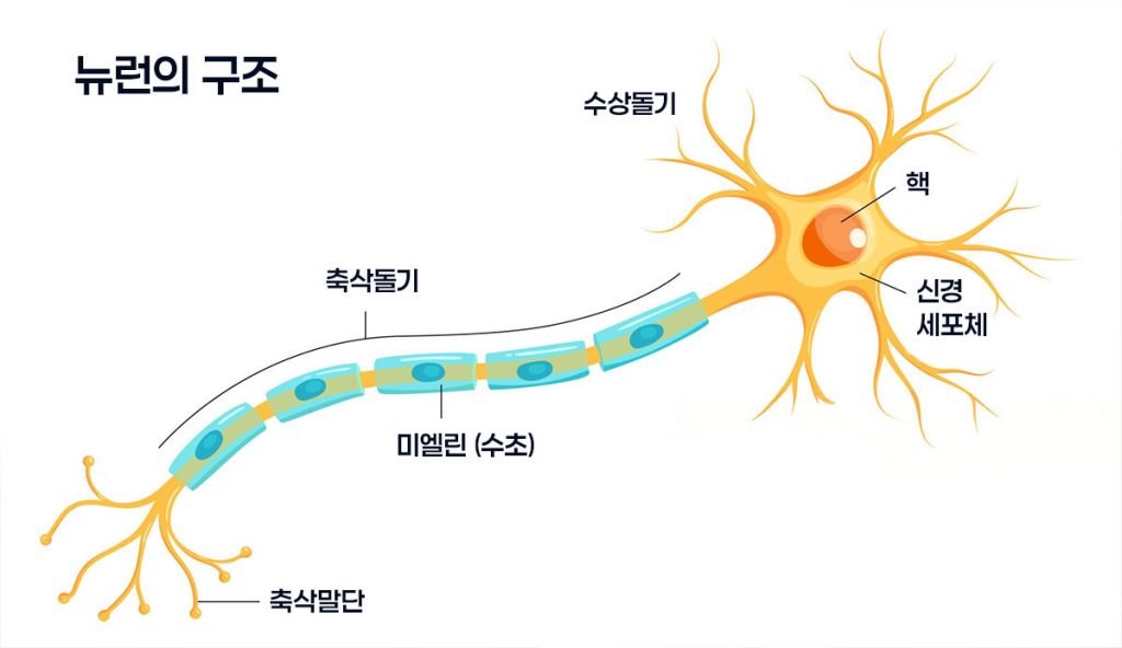 뉴런의 구조