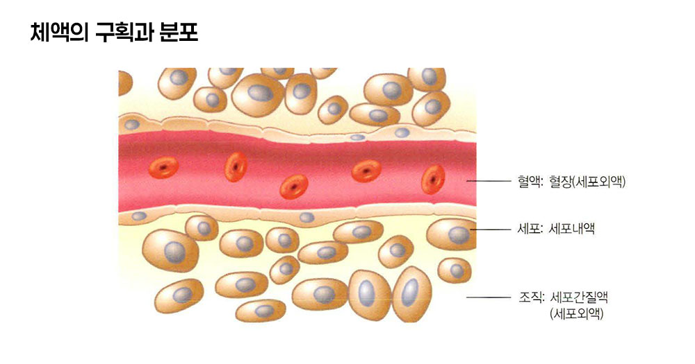 체액의 분포와 구조