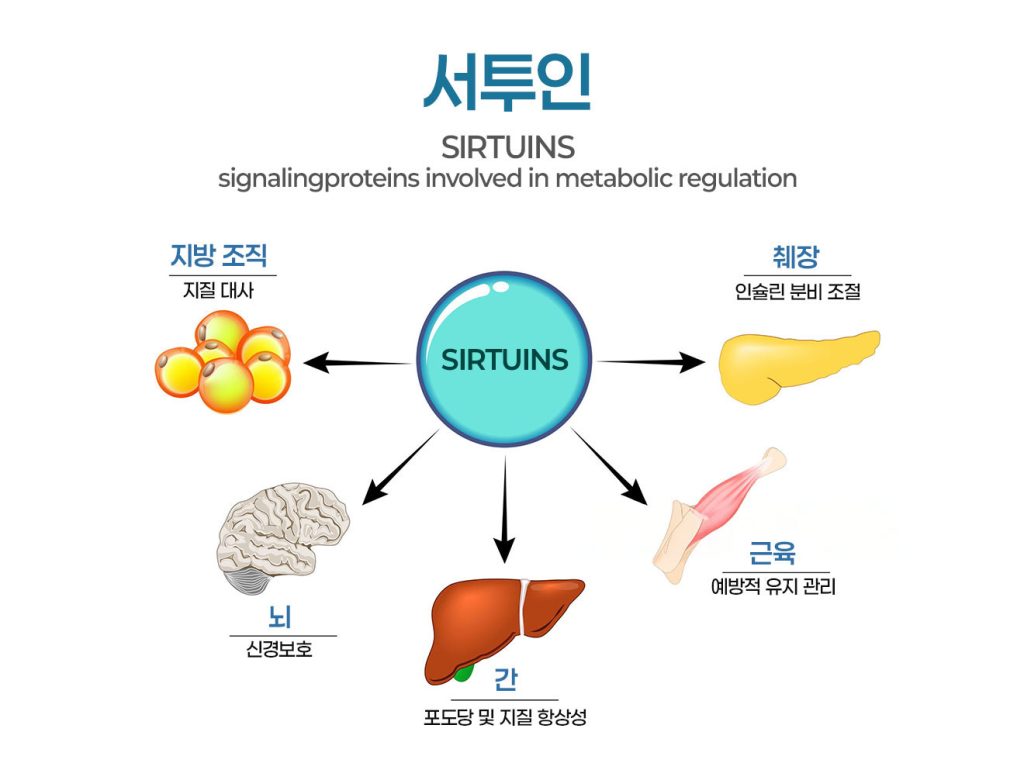 장수와 활력의 비밀 서투인
