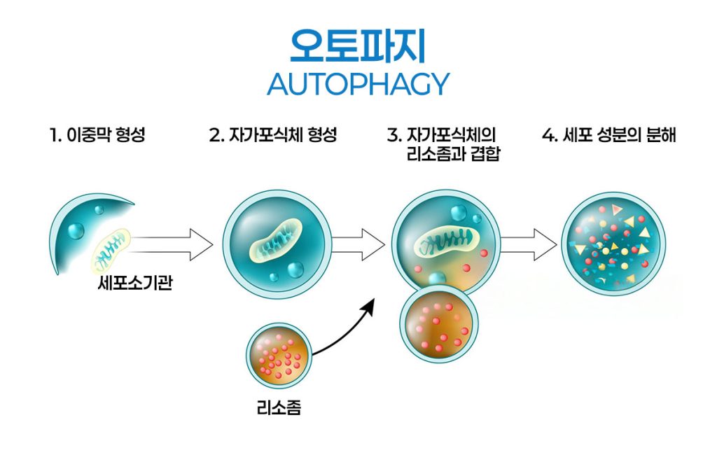 오토파지