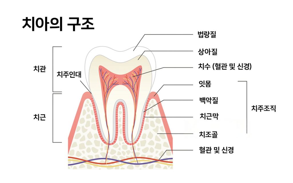 치아의 구조