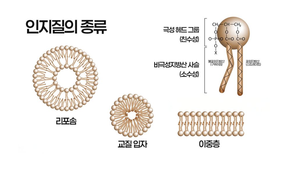 인지질의 종류