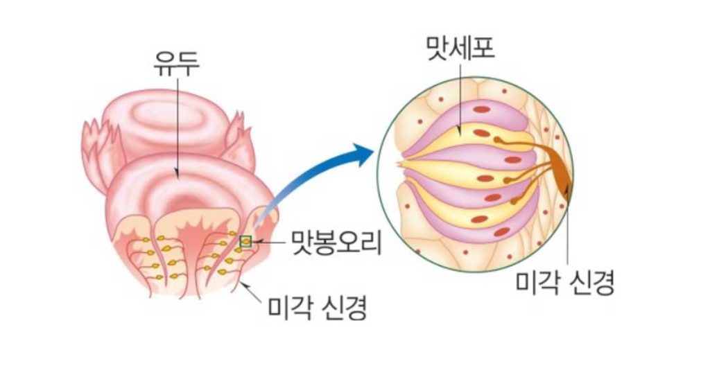 혀의 구조